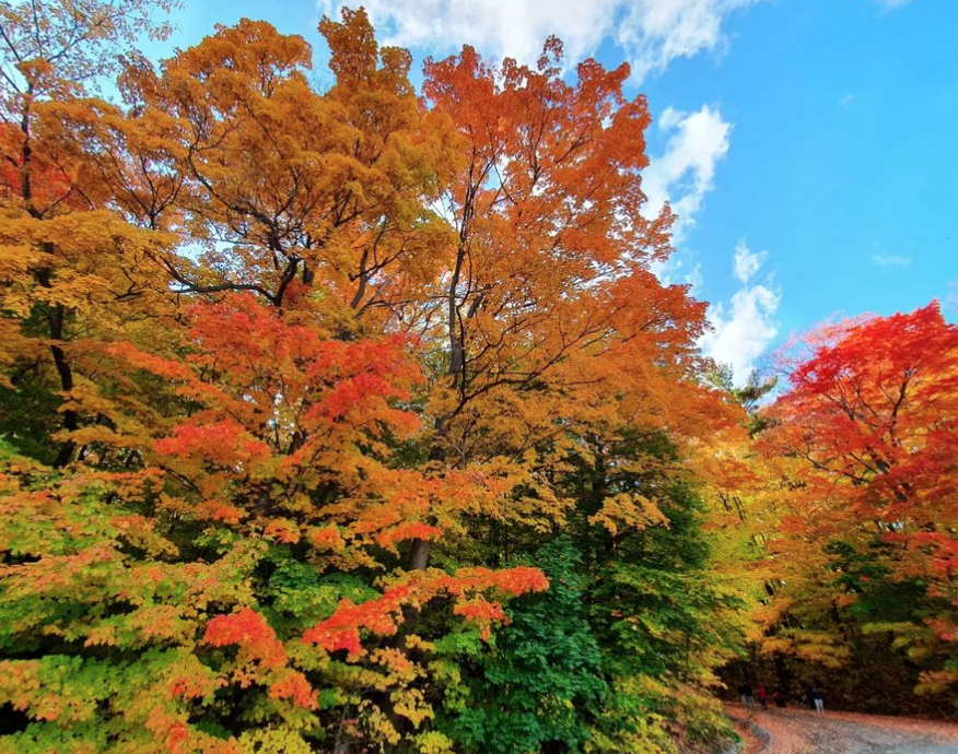 阿岗昆的代餐找到了！多伦多周边12个宝藏赏枫好去处：不远不出城！