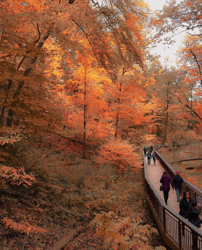 阿岗昆的代餐找到了！多伦多周边12个宝藏赏枫好去处：不远不出城！