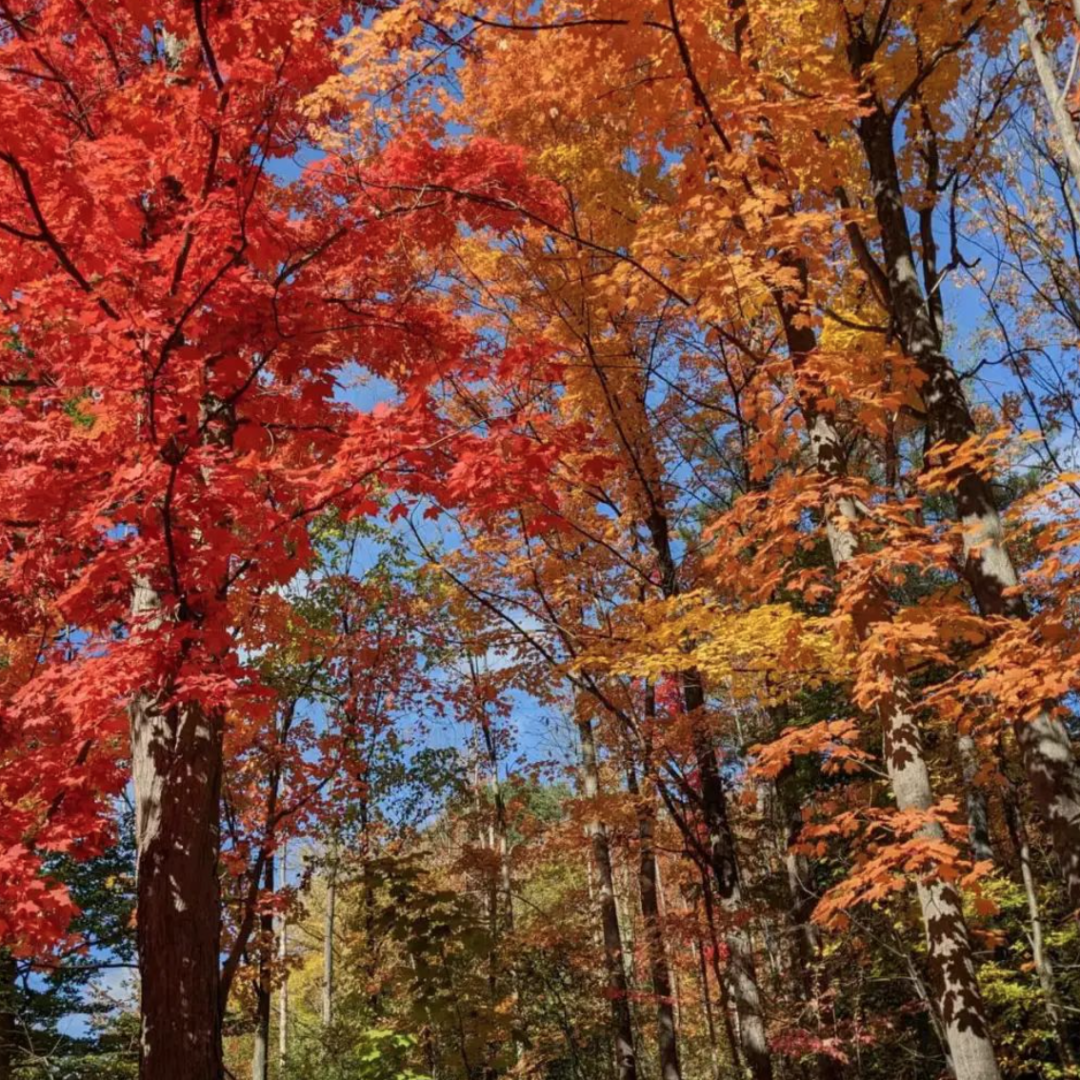 阿岗昆的代餐找到了！多伦多周边12个宝藏赏枫好去处：不远不出城！