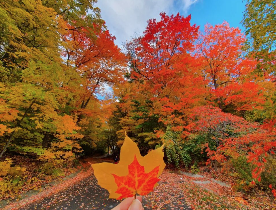 阿岗昆的代餐找到了！多伦多周边12个宝藏赏枫好去处：不远不出城！