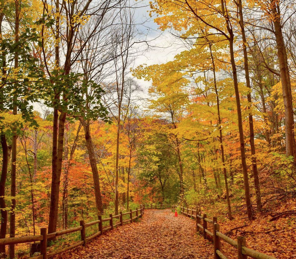 阿岗昆的代餐找到了！多伦多周边12个宝藏赏枫好去处：不远不出城！