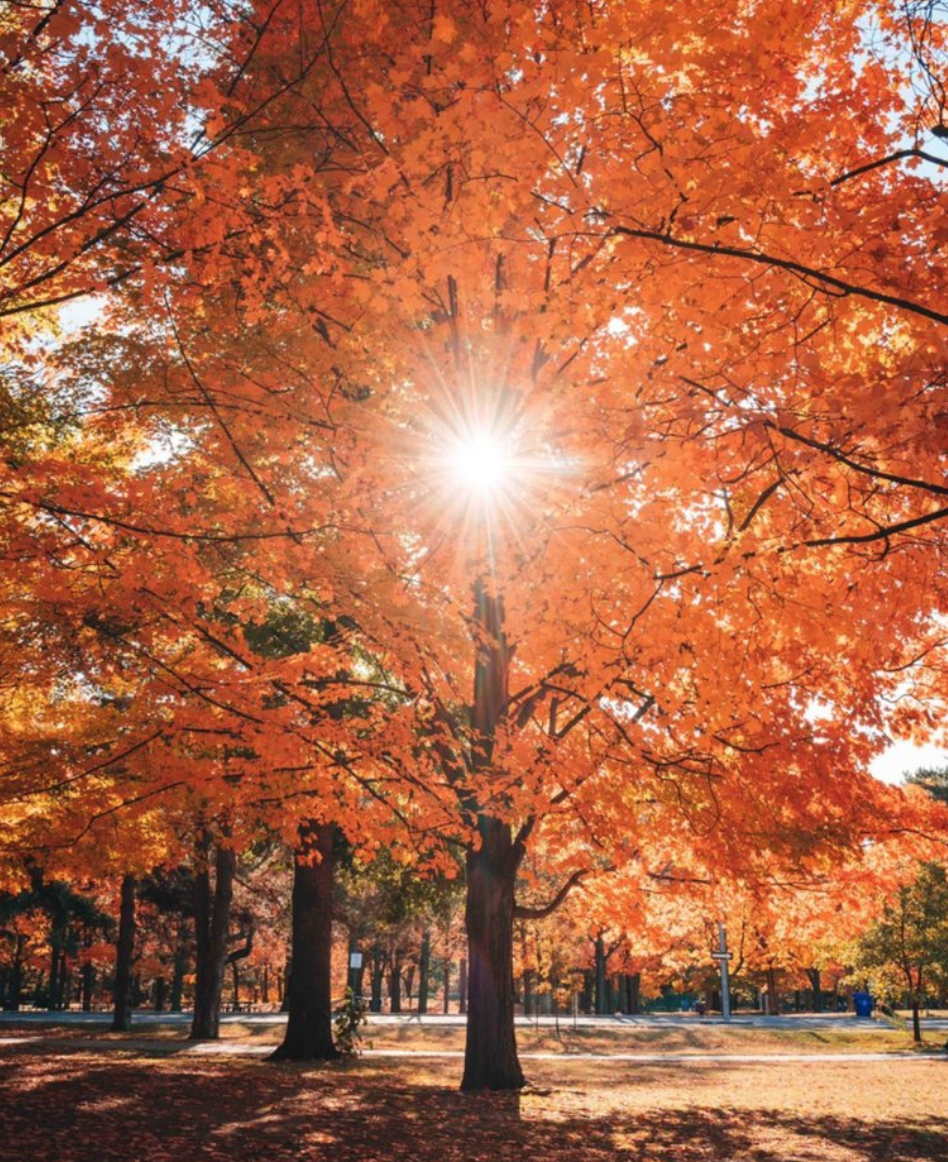 阿岗昆的代餐找到了！多伦多周边12个宝藏赏枫好去处：不远不出城！