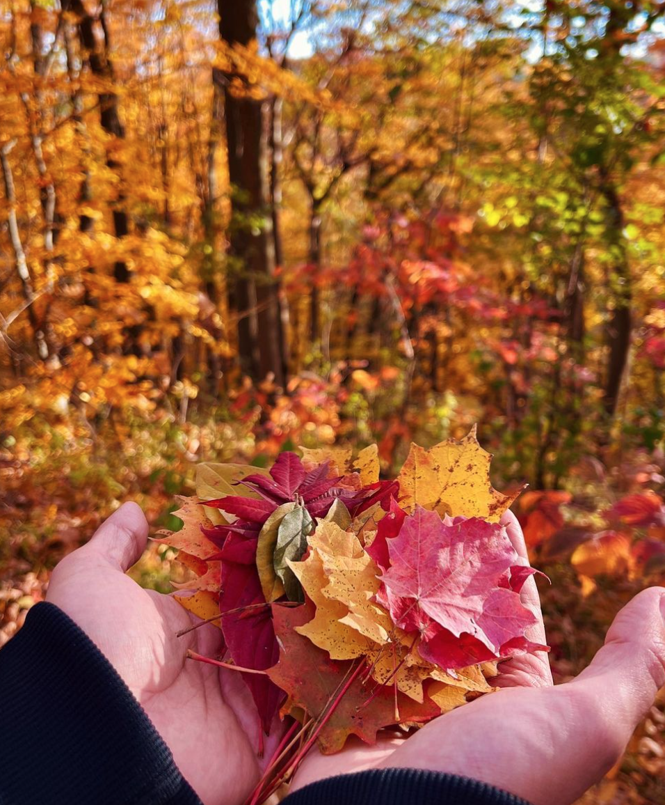 阿岗昆的代餐找到了！多伦多周边12个宝藏赏枫好去处：不远不出城！