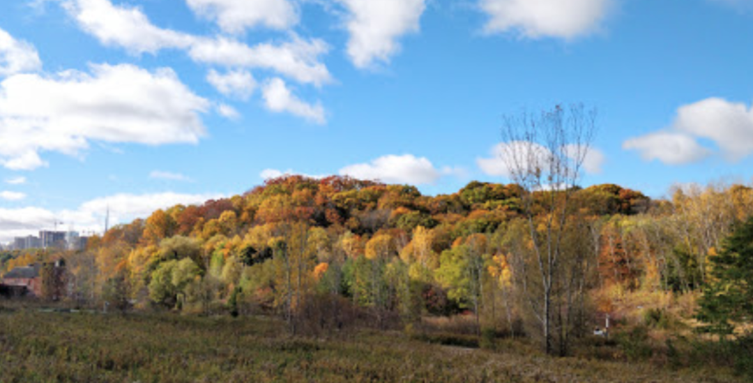 阿岗昆的代餐找到了！多伦多周边12个宝藏赏枫好去处：不远不出城！