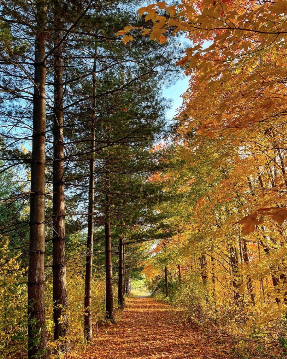 阿岗昆的代餐找到了！多伦多周边12个宝藏赏枫好去处：不远不出城！