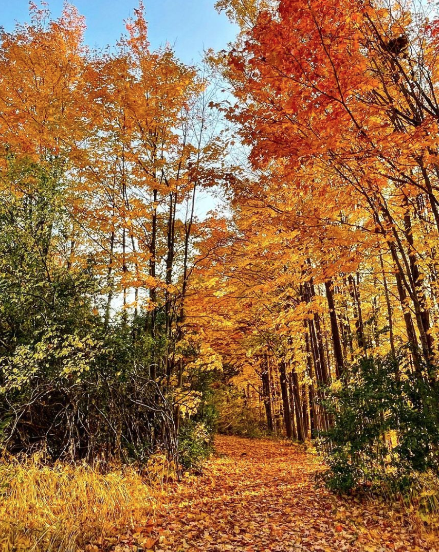 阿岗昆的代餐找到了！多伦多周边12个宝藏赏枫好去处：不远不出城！
