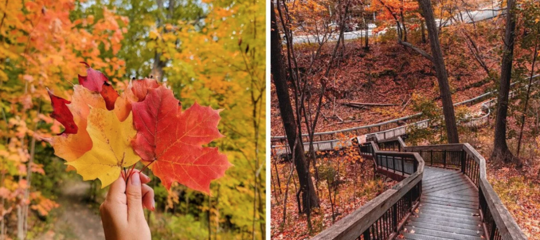 阿岗昆的代餐找到了！多伦多周边12个宝藏赏枫好去处：不远不出城！