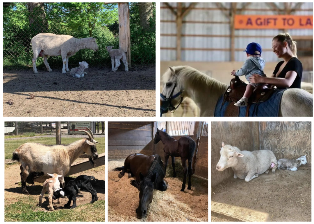 有羊有牛还“有鬼”！盘点多伦多入冬前值得打卡的5个动物农场