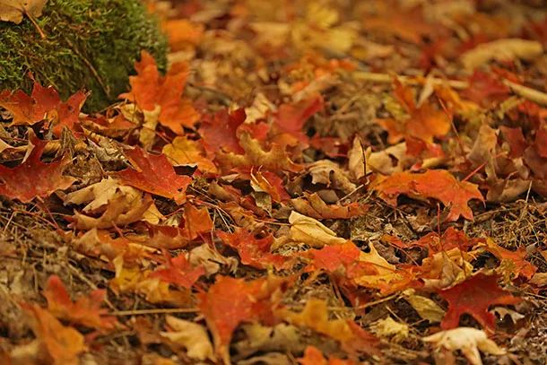 在线急等！秋天一定要清理落叶吗？不可以直接当肥料吗？