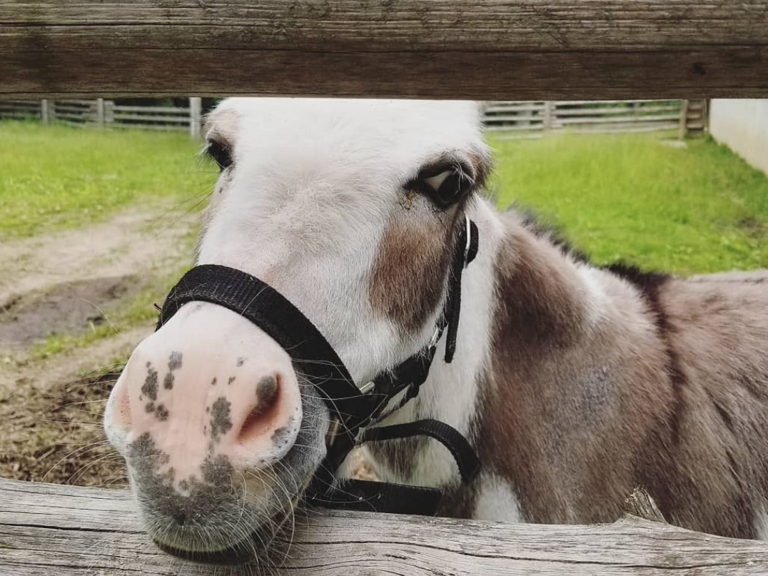 有羊有牛还“有鬼”！盘点多伦多入冬前值得打卡的5个动物农场