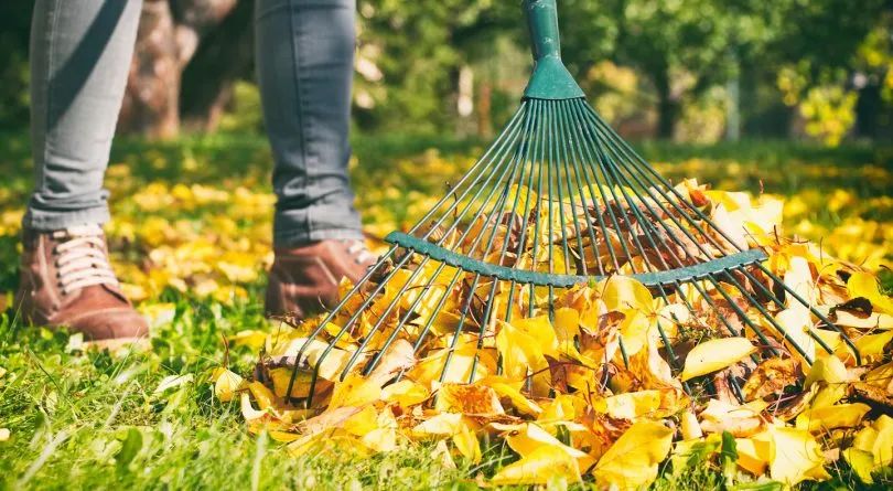 在线急等！秋天一定要清理落叶吗？不可以直接当肥料吗？