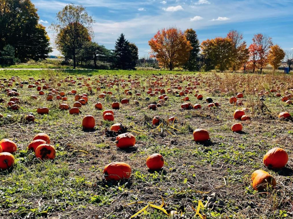 有羊有牛还“有鬼”！盘点多伦多入冬前值得打卡的5个动物农场