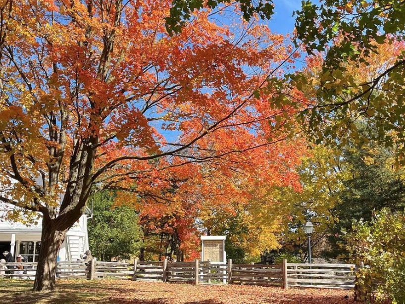 有羊有牛还“有鬼”！盘点多伦多入冬前值得打卡的5个动物农场
