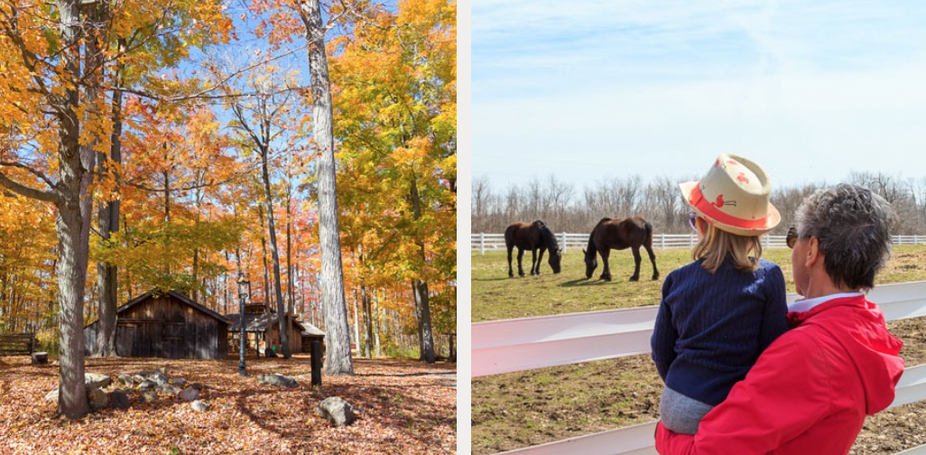 有羊有牛还“有鬼”！盘点多伦多入冬前值得打卡的5个动物农场