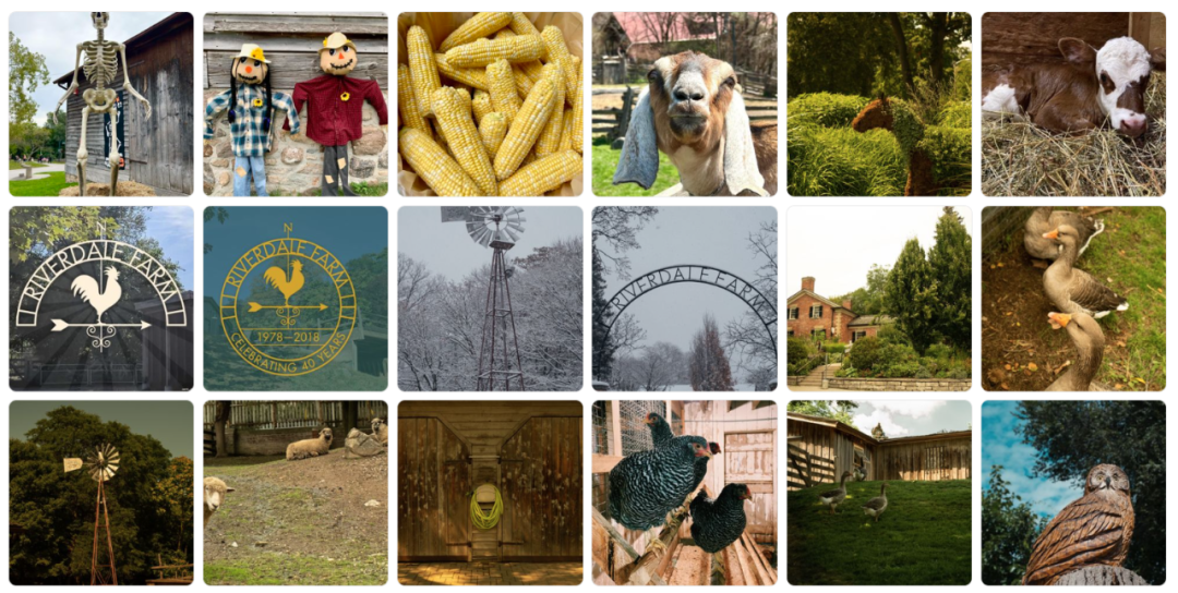 有羊有牛还“有鬼”！盘点多伦多入冬前值得打卡的5个动物农场