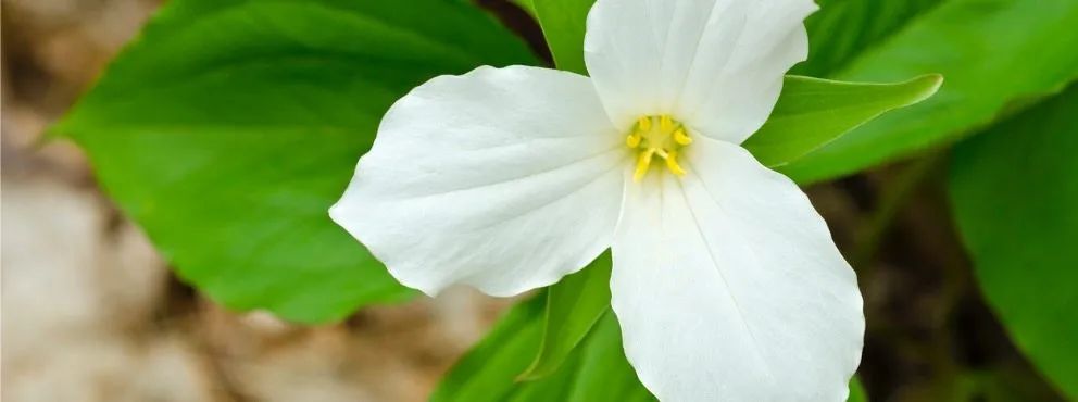 明天提前发牛奶金！2024年加拿大各种福利金发放日历：看看你能领到哪几项？