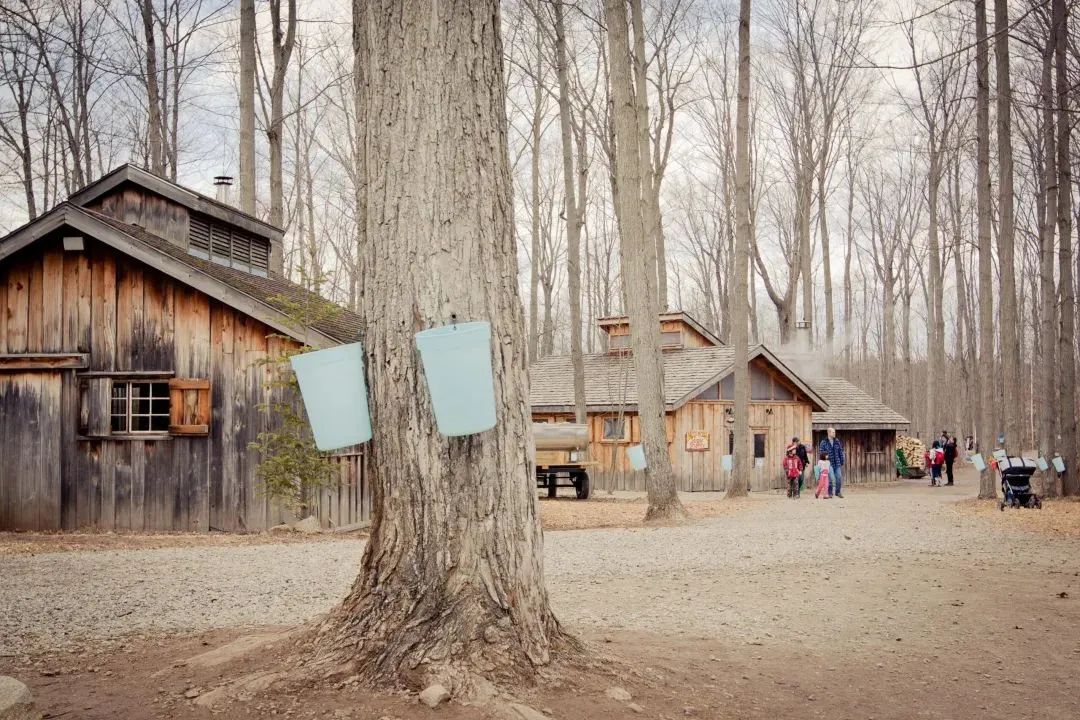 体验传统枫叶国古老制糖:多伦多周边值得去打卡的枫糖节盘点! 体验传统枫叶国古老制糖:多伦多周边值得去打卡的枫糖节盘点!