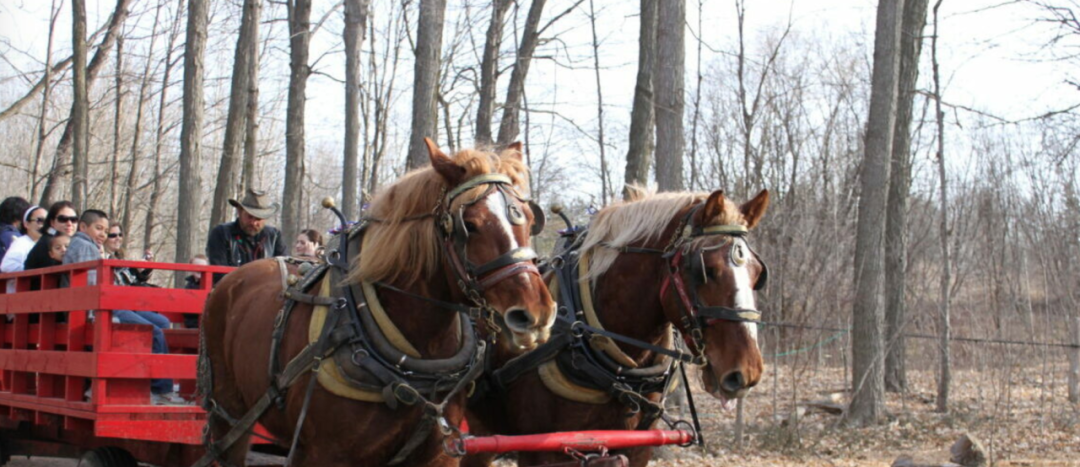 体验传统枫叶国古老制糖:多伦多周边值得去打卡的枫糖节盘点! 体验传统枫叶国古老制糖:多伦多周边值得去打卡的枫糖节盘点!