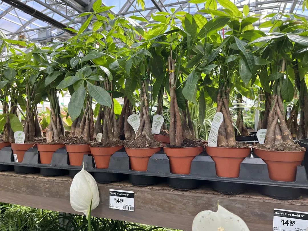 实拍Home Depot园艺区:养花种菜没有天赋实力,全靠老天爷赏饭吃~ 实拍Home Depot园艺区:养花种菜没有天赋实力,全靠老天爷赏饭吃~