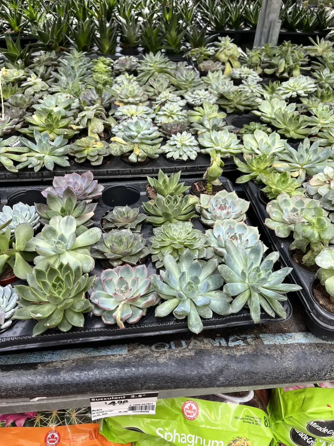 实拍Home Depot园艺区:养花种菜没有天赋实力,全靠老天爷赏饭吃~ 实拍Home Depot园艺区:养花种菜没有天赋实力,全靠老天爷赏饭吃~