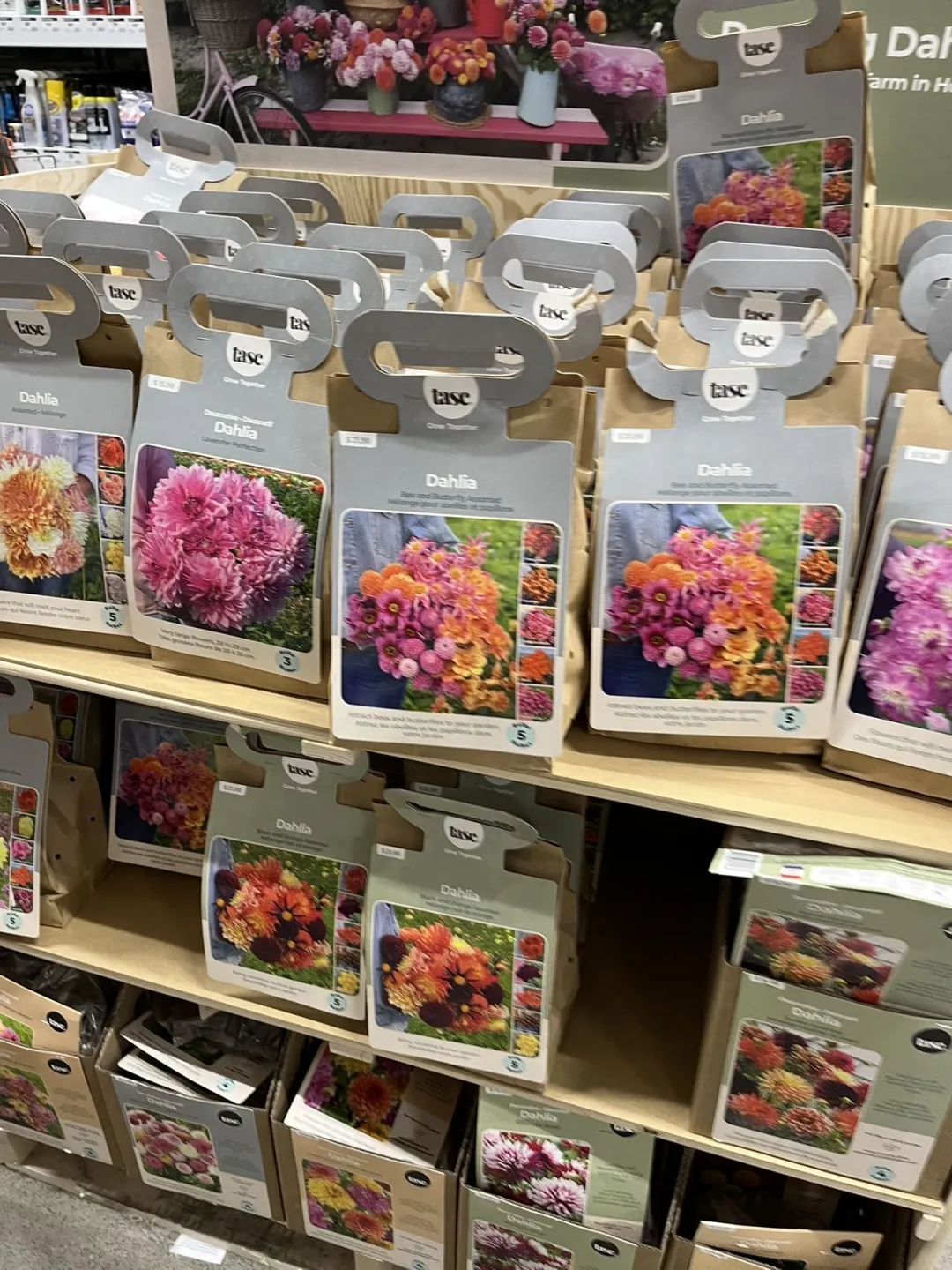 实拍Home Depot园艺区:养花种菜没有天赋实力,全靠老天爷赏饭吃~ 实拍Home Depot园艺区:养花种菜没有天赋实力,全靠老天爷赏饭吃~