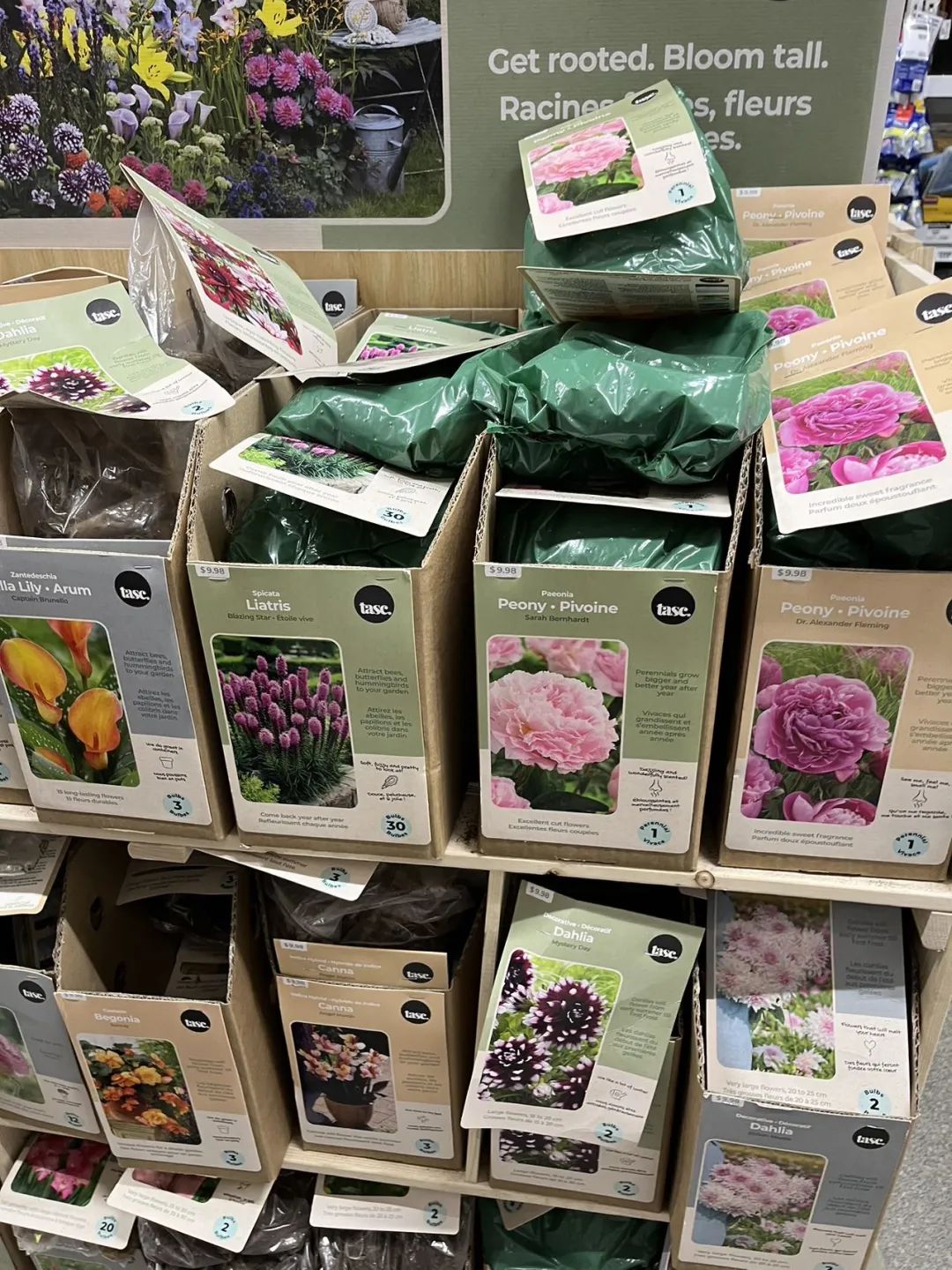 实拍Home Depot园艺区:养花种菜没有天赋实力,全靠老天爷赏饭吃~ 实拍Home Depot园艺区:养花种菜没有天赋实力,全靠老天爷赏饭吃~