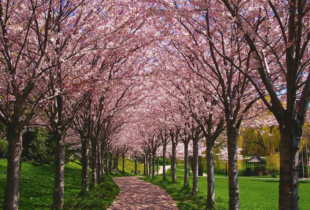 早开花？HighPark樱花季预测公布：盘一盘多伦多可以赏樱的公园