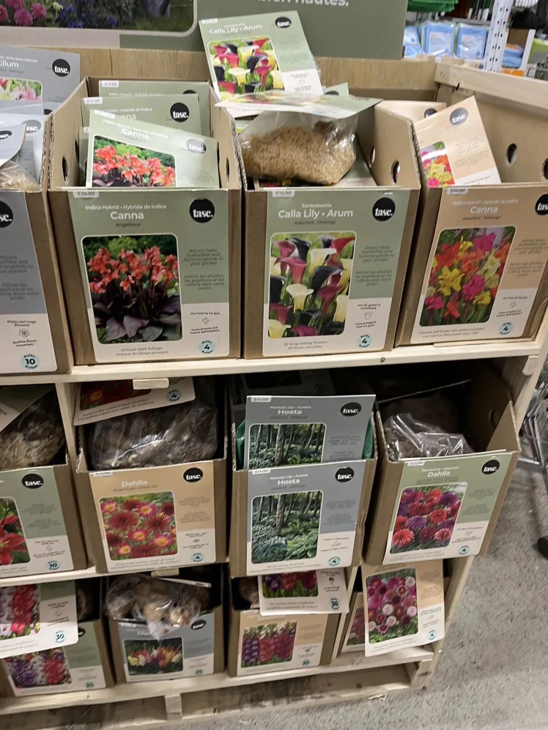 实拍Home Depot园艺区:养花种菜没有天赋实力,全靠老天爷赏饭吃~ 实拍Home Depot园艺区:养花种菜没有天赋实力,全靠老天爷赏饭吃~