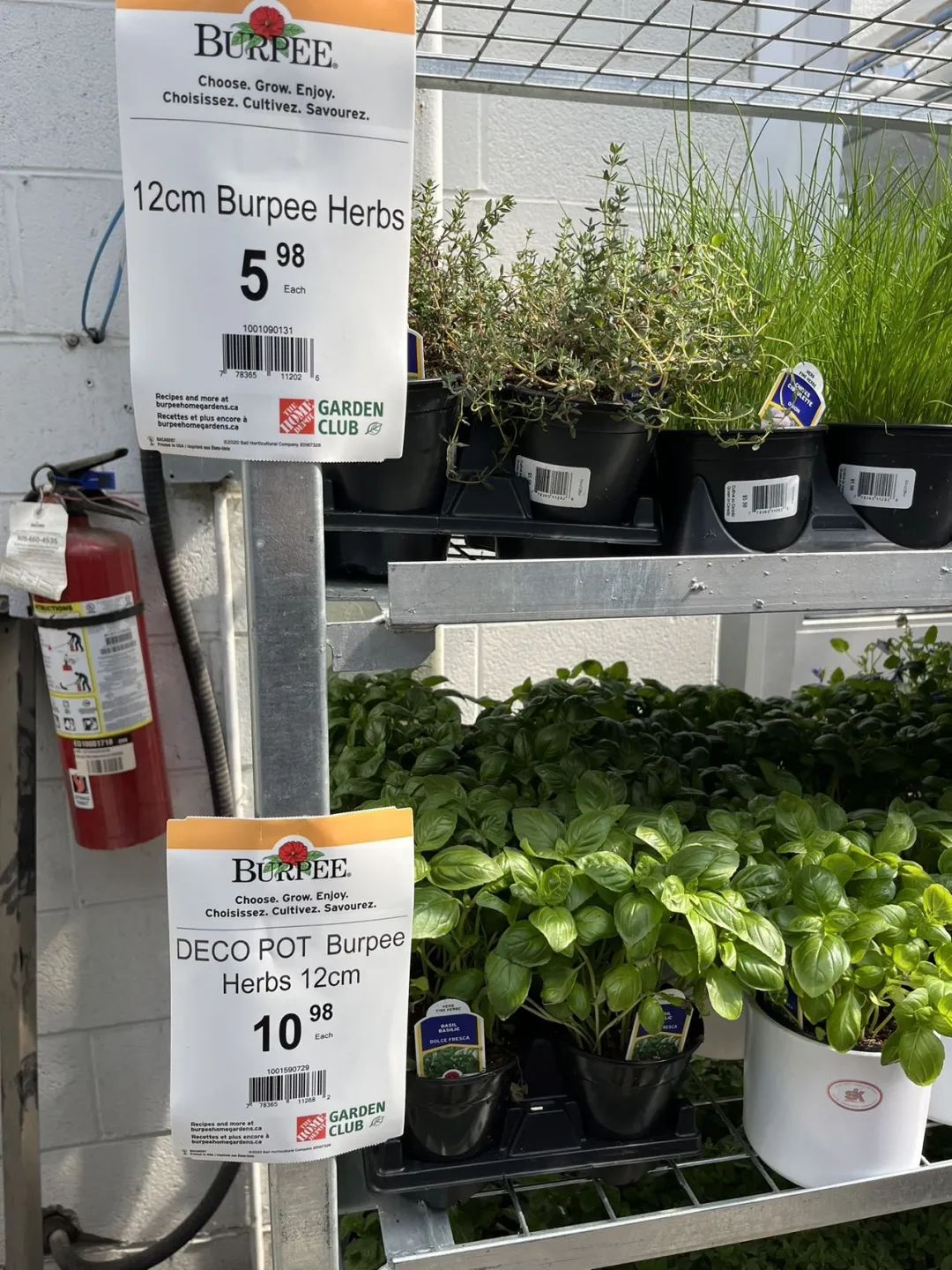 实拍Home Depot园艺区:养花种菜没有天赋实力,全靠老天爷赏饭吃~ 实拍Home Depot园艺区:养花种菜没有天赋实力,全靠老天爷赏饭吃~