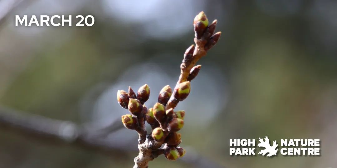 早开花?HighPark樱花季预测公布:盘一盘多伦多可以赏樱的公园 早开花?HighPark樱花季预测公布:盘一盘多伦多可以赏樱的公园