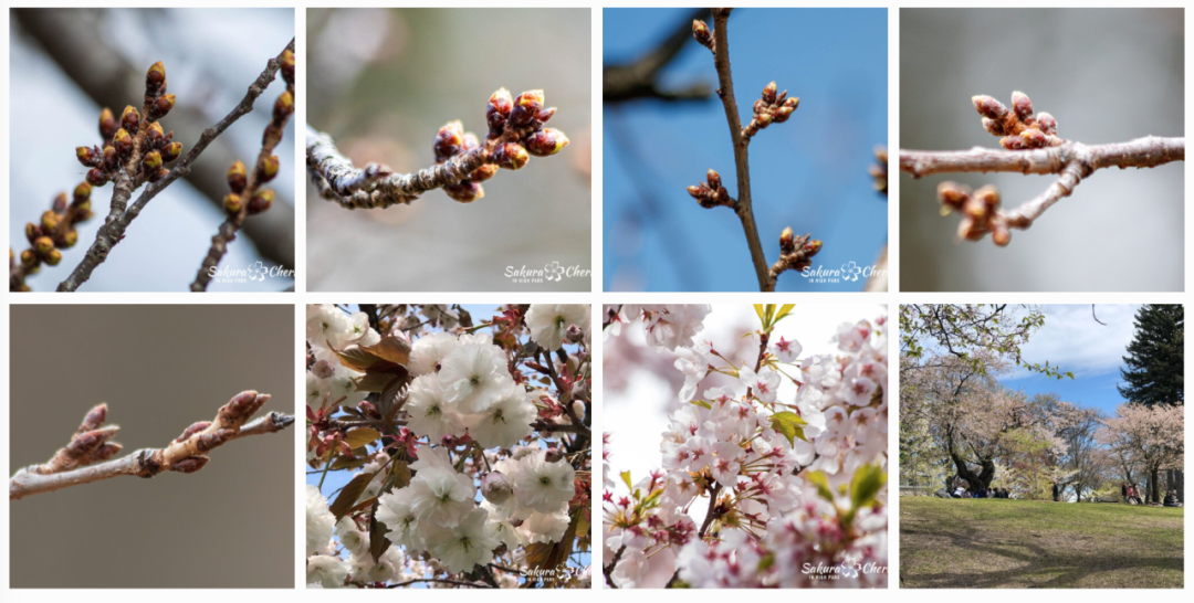 早开花?HighPark樱花季预测公布:盘一盘多伦多可以赏樱的公园 早开花?HighPark樱花季预测公布:盘一盘多伦多可以赏樱的公园