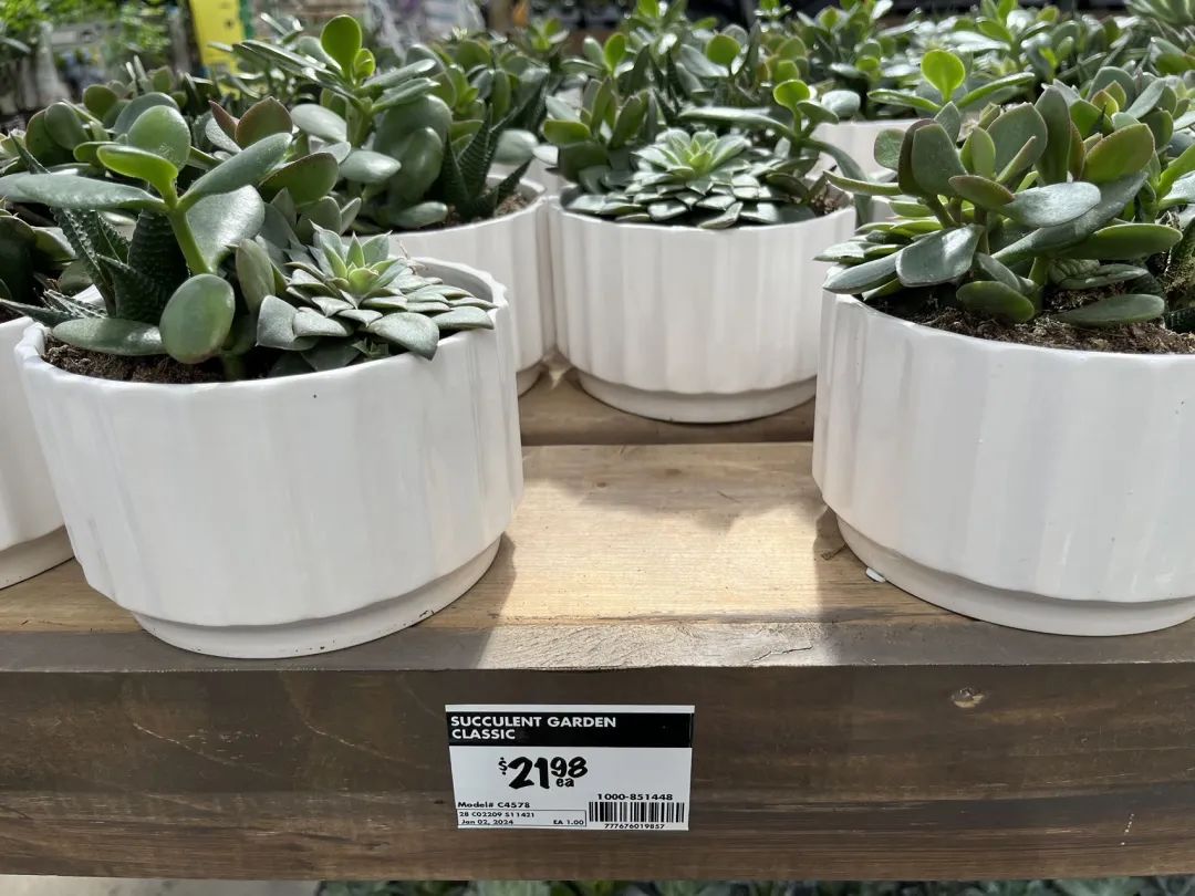 实拍Home Depot园艺区:养花种菜没有天赋实力,全靠老天爷赏饭吃~ 实拍Home Depot园艺区:养花种菜没有天赋实力,全靠老天爷赏饭吃~