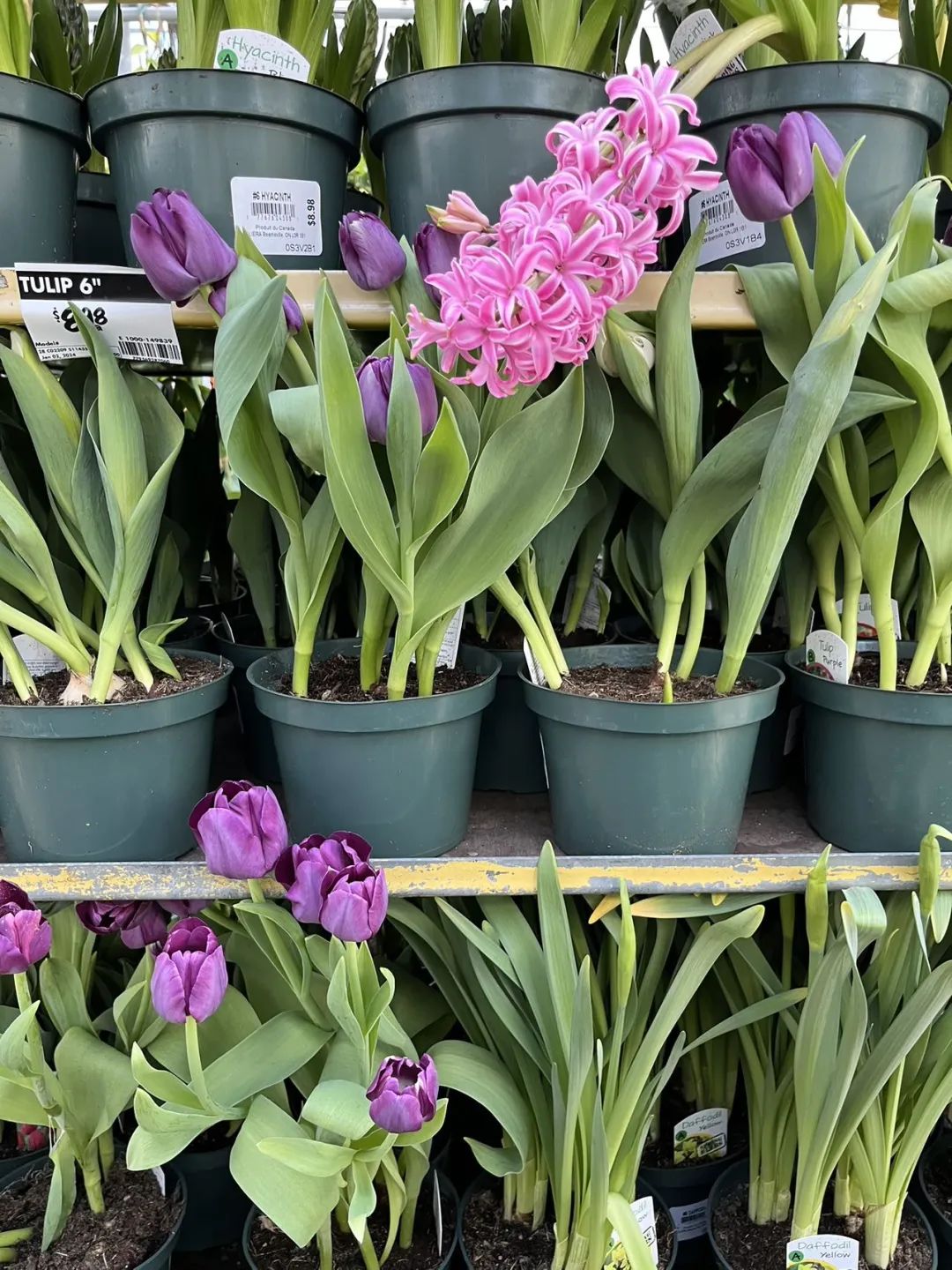 实拍Home Depot园艺区:养花种菜没有天赋实力,全靠老天爷赏饭吃~ 实拍Home Depot园艺区:养花种菜没有天赋实力,全靠老天爷赏饭吃~