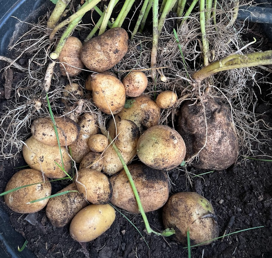 实拍Home Depot园艺区:养花种菜没有天赋实力,全靠老天爷赏饭吃~ 实拍Home Depot园艺区:养花种菜没有天赋实力,全靠老天爷赏饭吃~