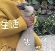 半价坐公交!多伦多各区低收入家庭申请“乘车补贴”攻略 半价坐公交!多伦多各区低收入家庭申请“乘车补贴”攻略