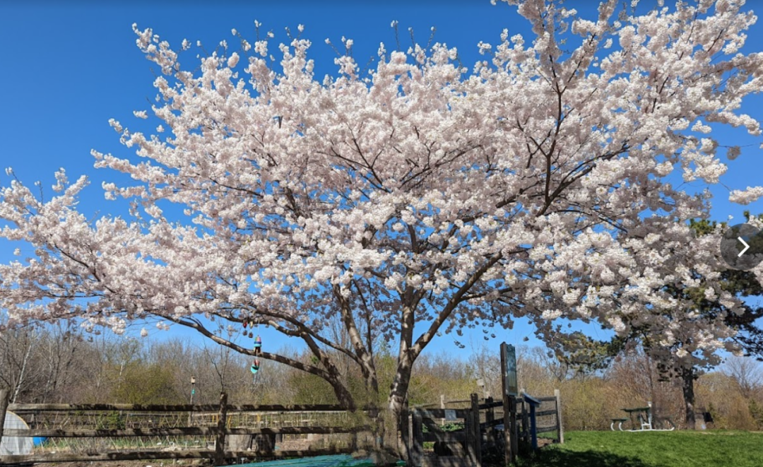 早开花？HighPark樱花季预测公布：盘一盘多伦多可以赏樱的公园