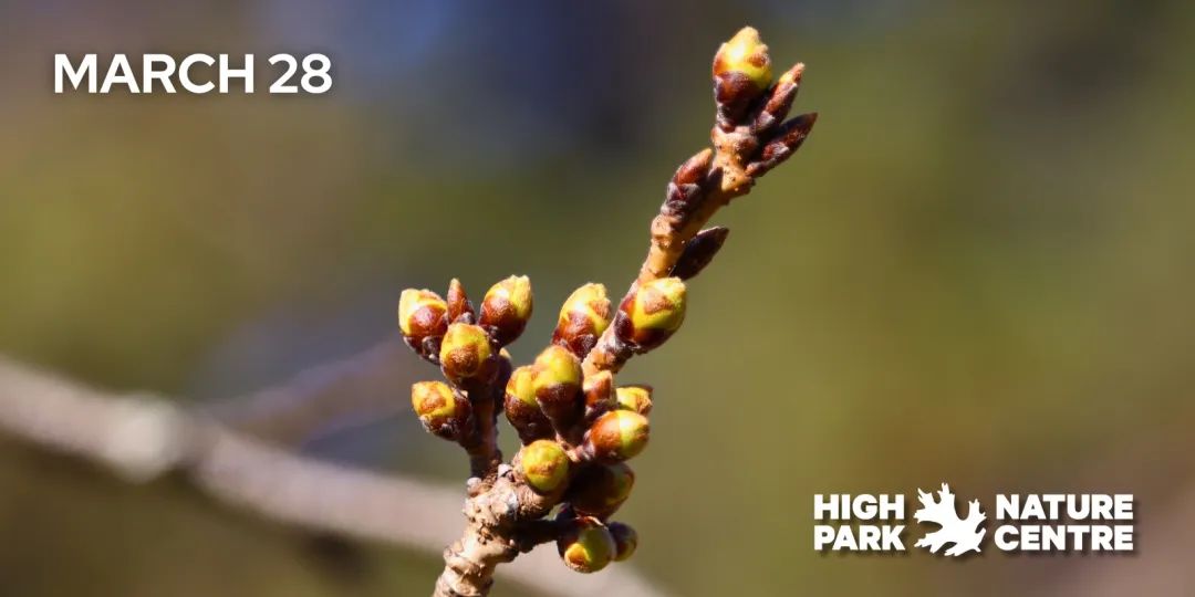 早开花？HighPark樱花季预测公布：盘一盘多伦多可以赏樱的公园