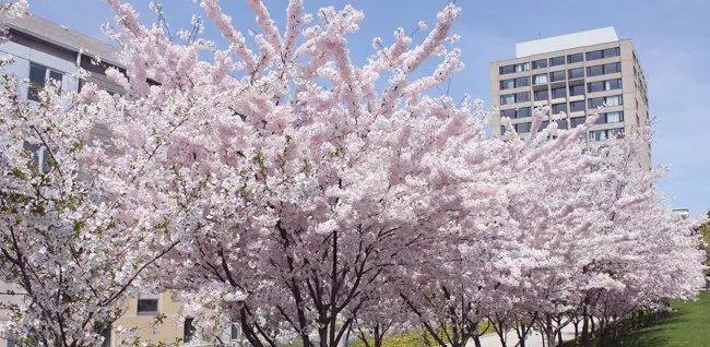 早开花？HighPark樱花季预测公布：盘一盘多伦多可以赏樱的公园