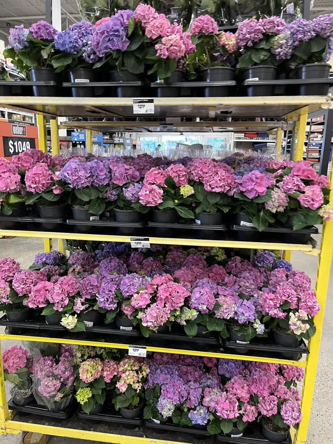 实拍Home Depot园艺区:养花种菜没有天赋实力,全靠老天爷赏饭吃~ 实拍Home Depot园艺区:养花种菜没有天赋实力,全靠老天爷赏饭吃~
