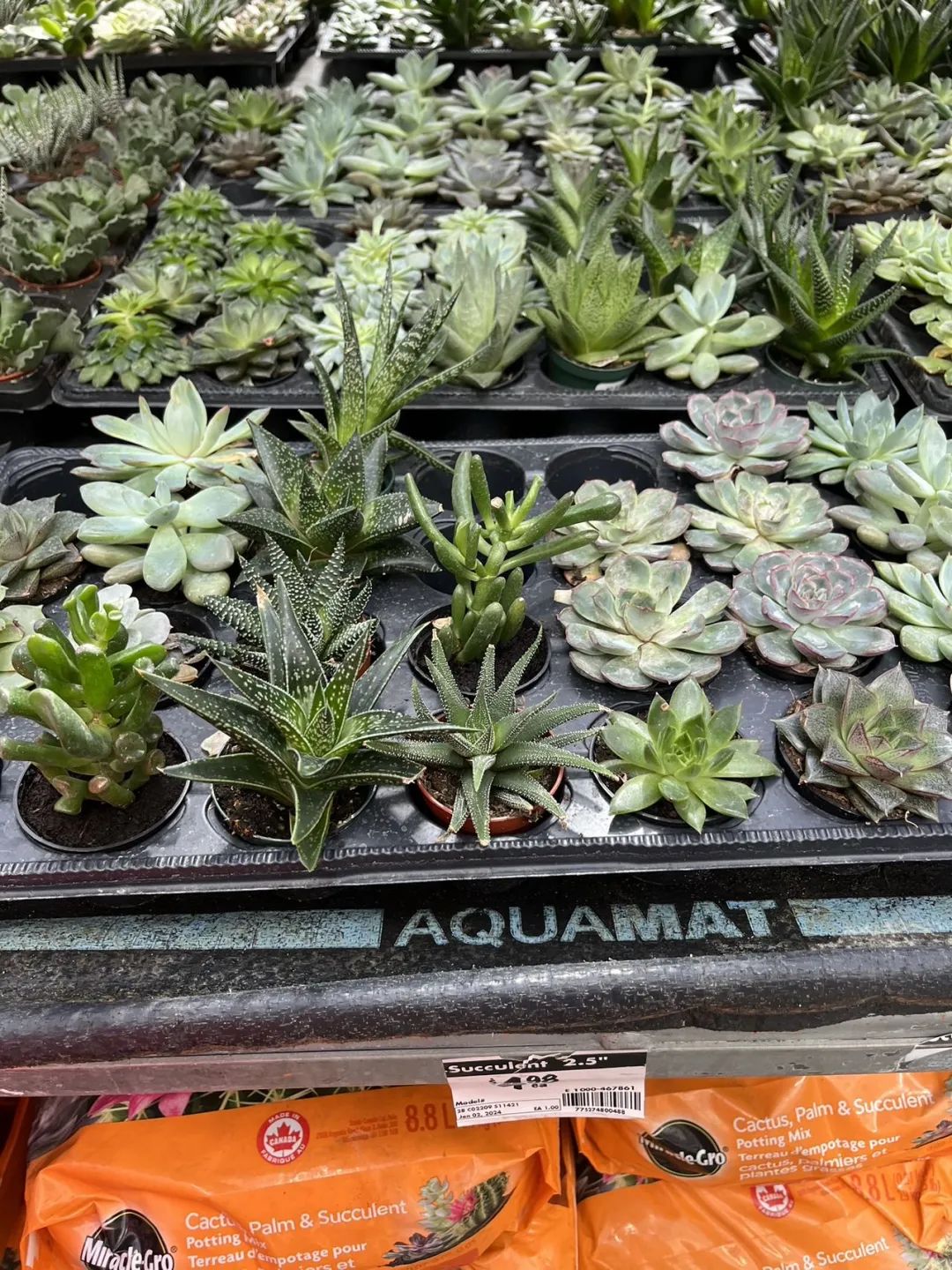 实拍Home Depot园艺区:养花种菜没有天赋实力,全靠老天爷赏饭吃~ 实拍Home Depot园艺区:养花种菜没有天赋实力,全靠老天爷赏饭吃~