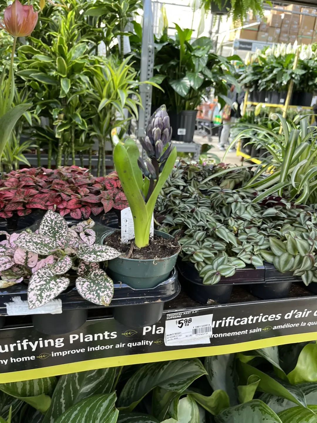 实拍Home Depot园艺区:养花种菜没有天赋实力,全靠老天爷赏饭吃~ 实拍Home Depot园艺区:养花种菜没有天赋实力,全靠老天爷赏饭吃~