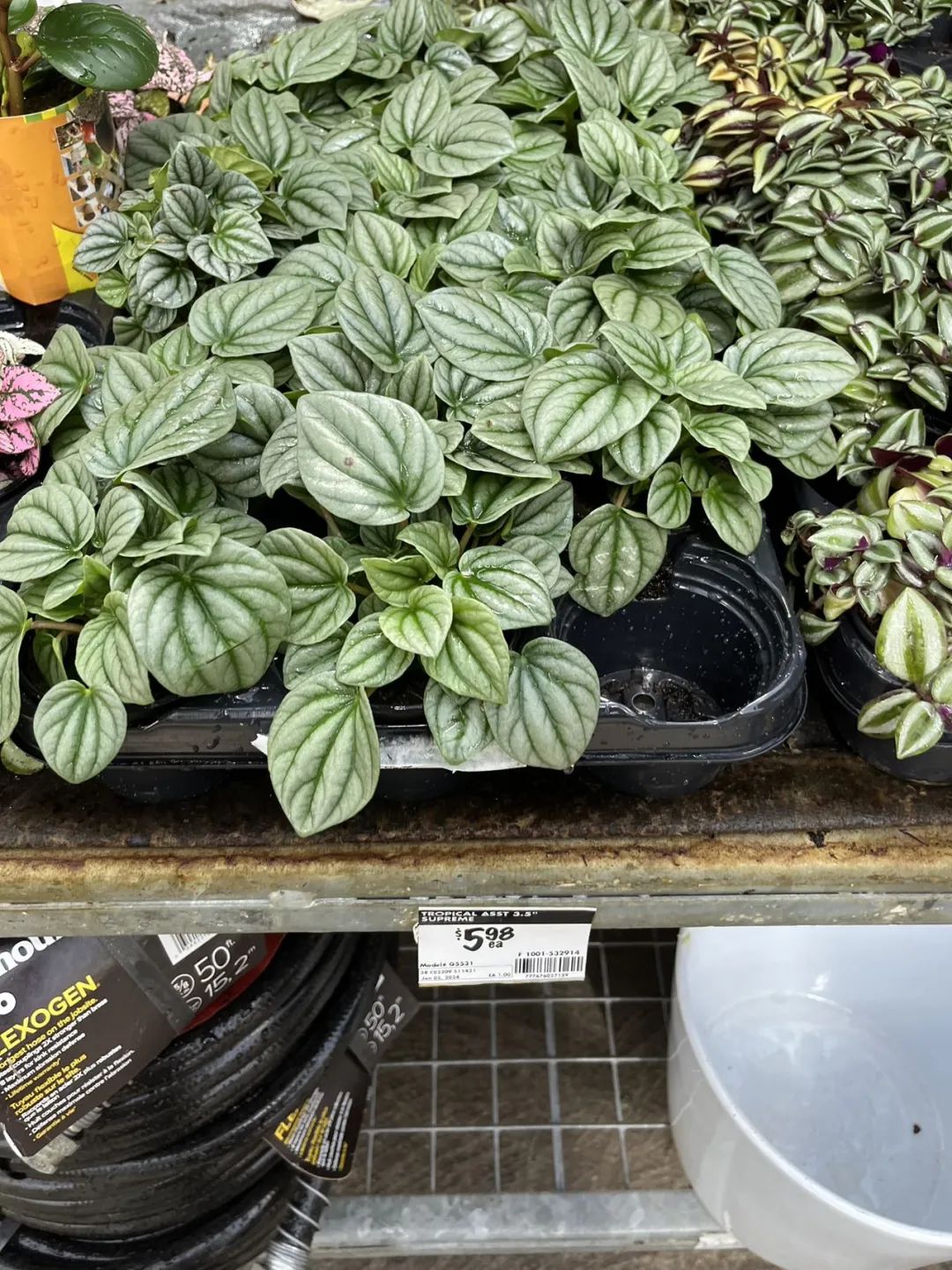 实拍Home Depot园艺区:养花种菜没有天赋实力,全靠老天爷赏饭吃~ 实拍Home Depot园艺区:养花种菜没有天赋实力,全靠老天爷赏饭吃~
