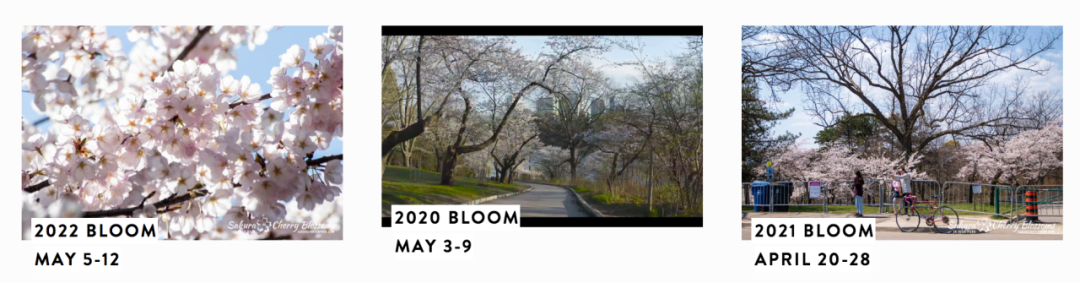 早开花？HighPark樱花季预测公布：盘一盘多伦多可以赏樱的公园