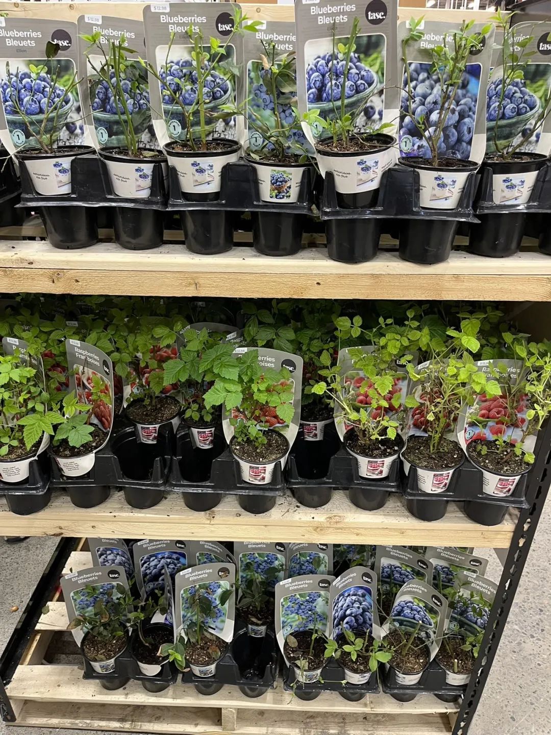 实拍Home Depot园艺区:养花种菜没有天赋实力,全靠老天爷赏饭吃~ 实拍Home Depot园艺区:养花种菜没有天赋实力,全靠老天爷赏饭吃~