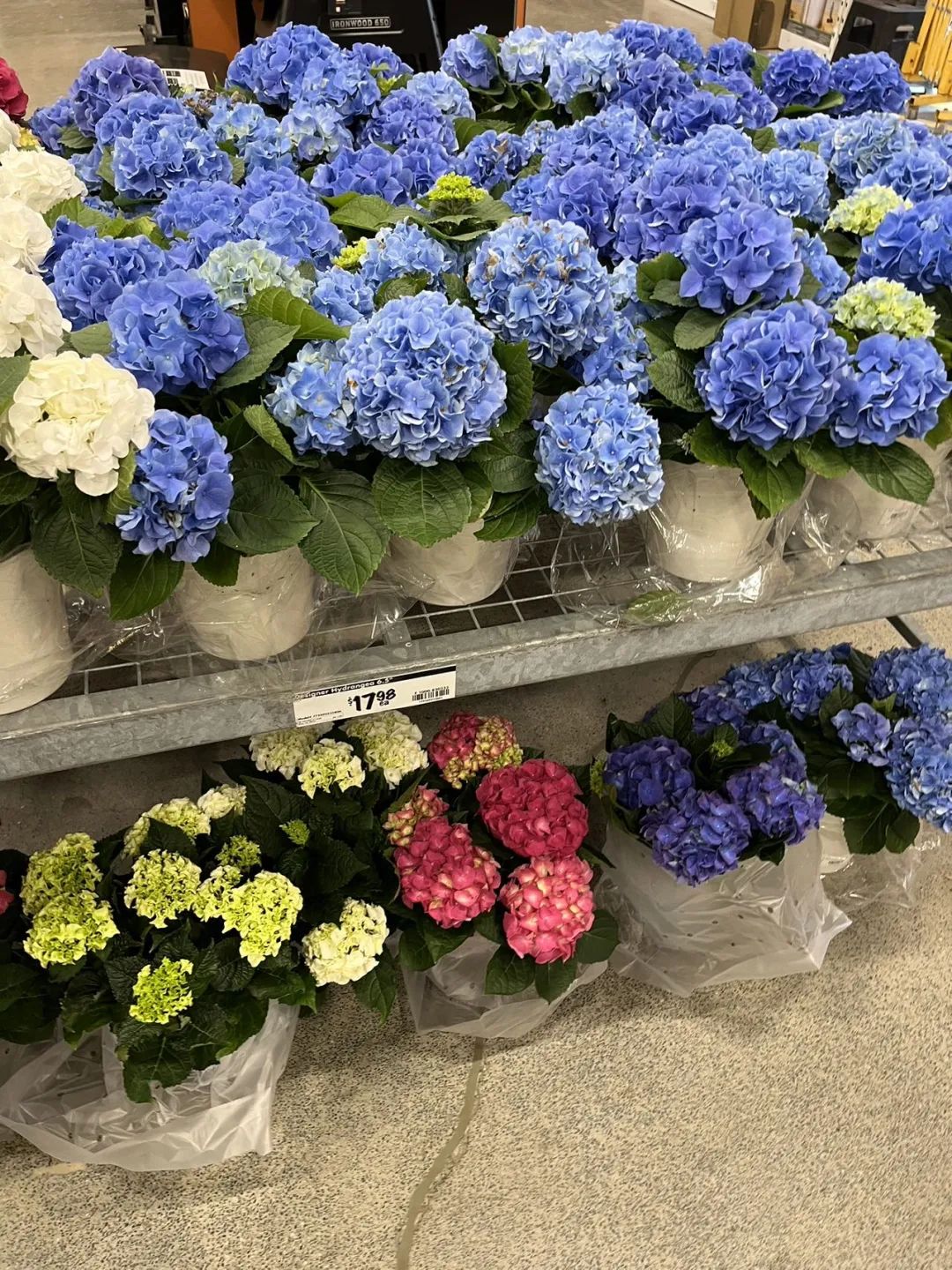 实拍Home Depot园艺区:养花种菜没有天赋实力,全靠老天爷赏饭吃~ 实拍Home Depot园艺区:养花种菜没有天赋实力,全靠老天爷赏饭吃~