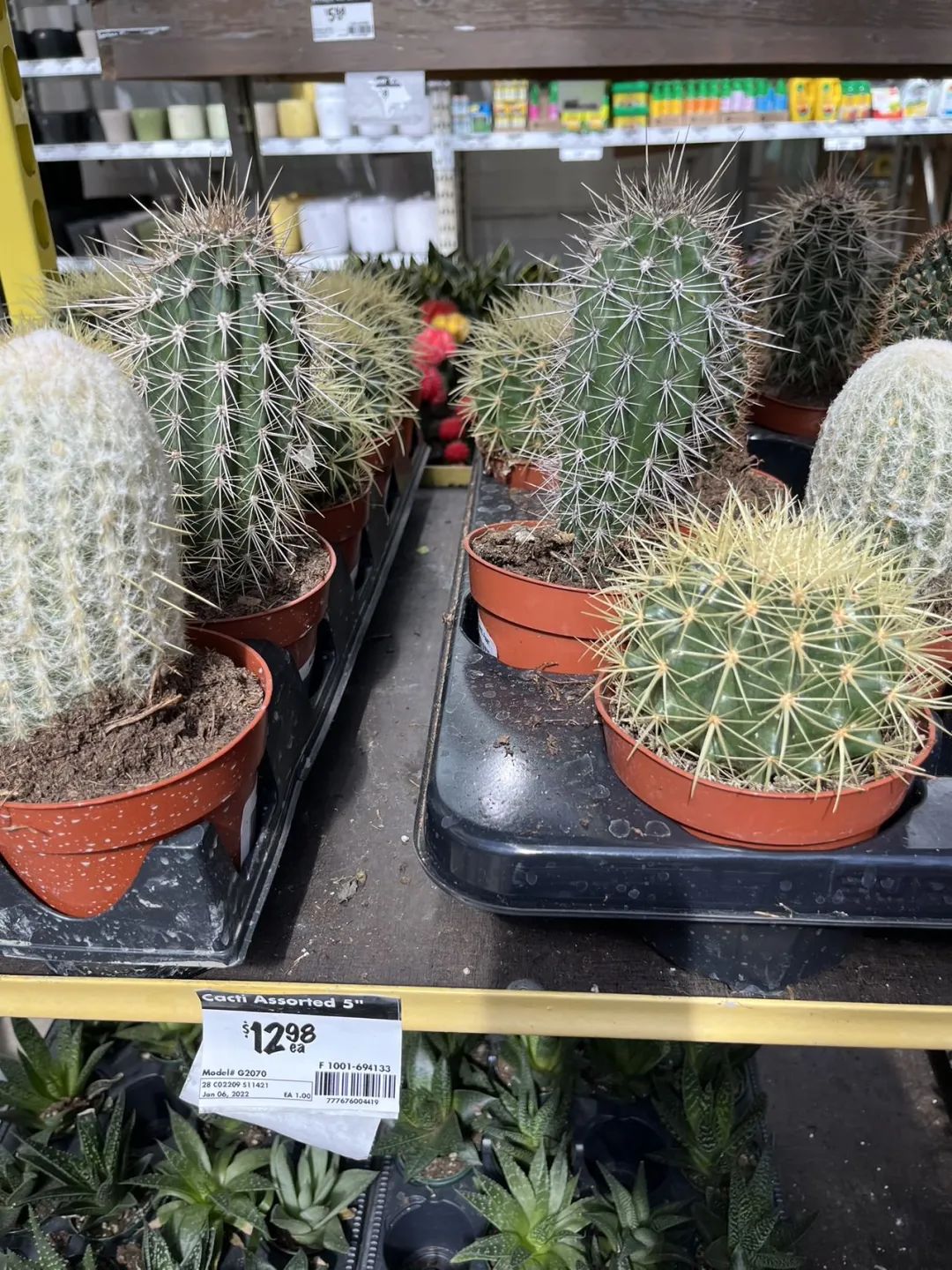 实拍Home Depot园艺区:养花种菜没有天赋实力,全靠老天爷赏饭吃~ 实拍Home Depot园艺区:养花种菜没有天赋实力,全靠老天爷赏饭吃~