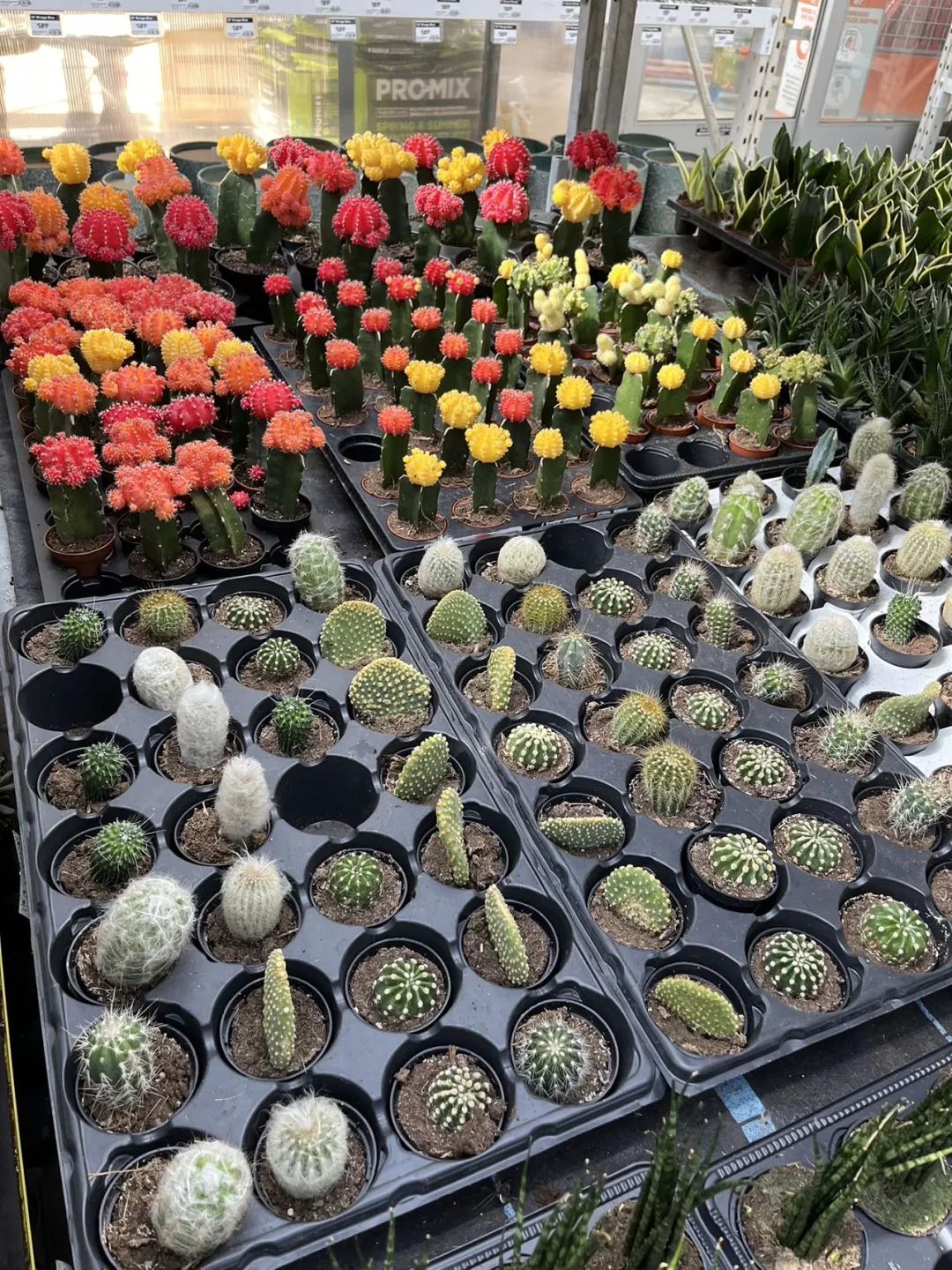 实拍Home Depot园艺区:养花种菜没有天赋实力,全靠老天爷赏饭吃~ 实拍Home Depot园艺区:养花种菜没有天赋实力,全靠老天爷赏饭吃~