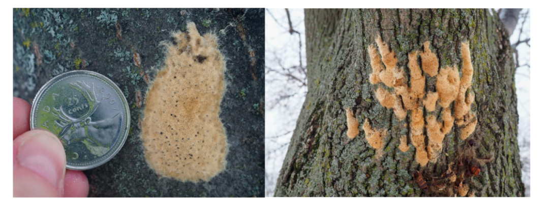 差点原地去世!多伦多今年不撒药了:避免毛毛虫爆发要怎么做? 差点原地去世!多伦多今年不撒药了:避免毛毛虫爆发要怎么做?