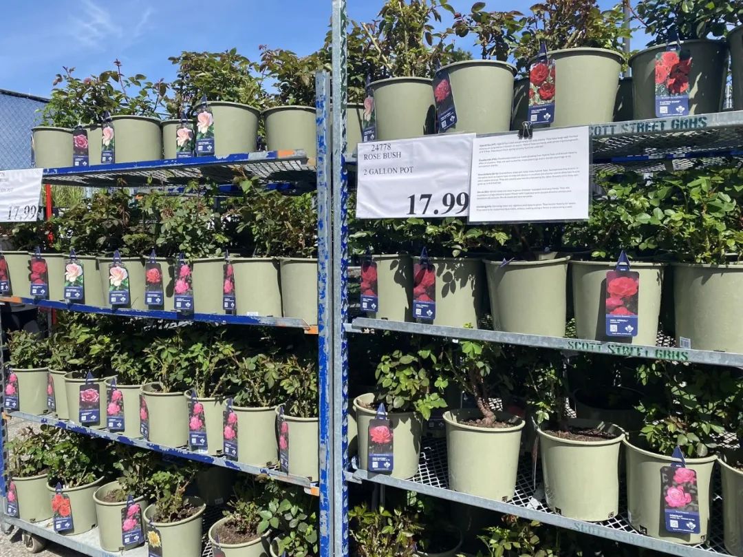 【Costco苗圃实拍】蔬菜盲盒的惊喜：种瓜得豆，种豆得瓜，