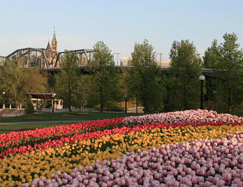 如果一年一定要一趟渥太华，那就5月去！那里的郁金香太美了~